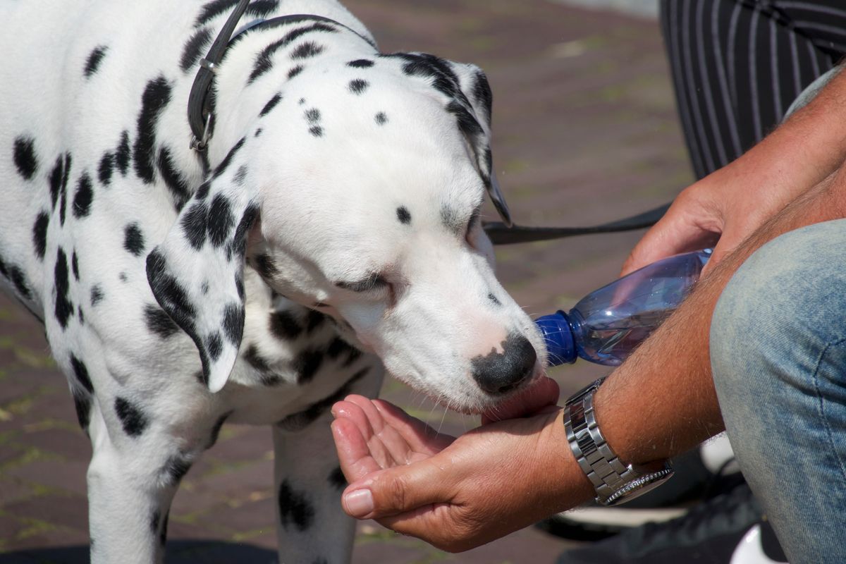 Dog drinking water from portable bottle