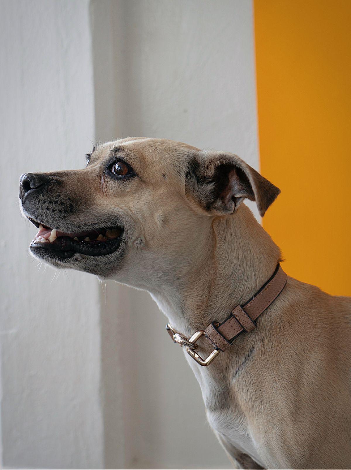 GlowTrail™ LED Safety Collar