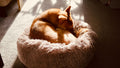 CloudCalm™ Anti-Anxiety Donut Bed