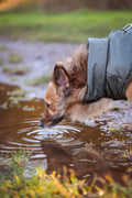 StormShield™ Waterproof Dog Raincoat
