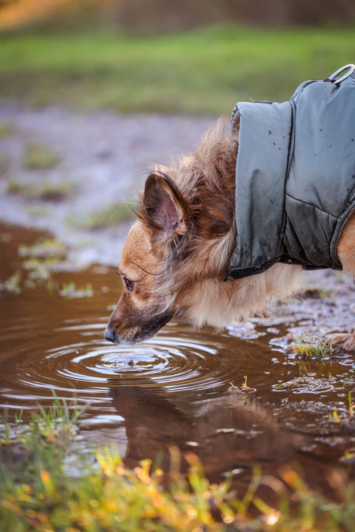 StormShield™ Waterproof Dog Raincoat