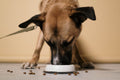 SlowSip™ Anti-Gulp Slow Feeder Bowl