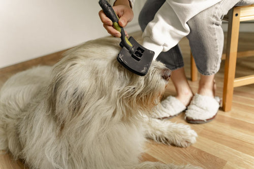 Person brushing fluffy dog with deshedding brush