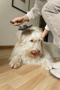 Dog getting paws cleaned at home