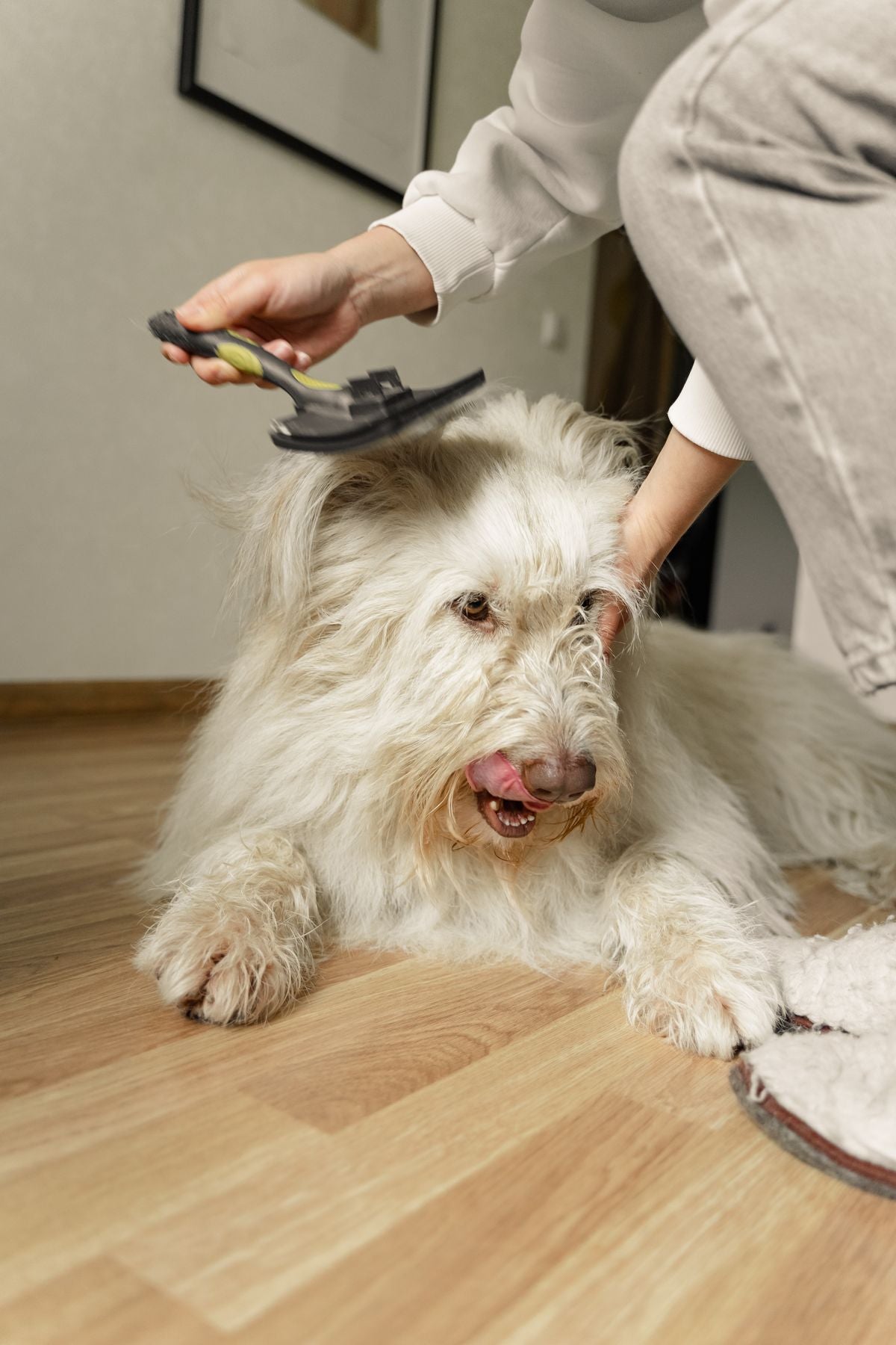 Dog getting paws cleaned at home